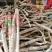 野生黄芪批发农村大叔采挖**包邮量大可优惠