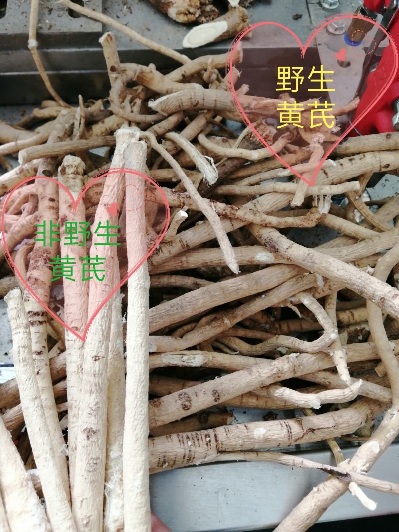 野生黄芪批发农村大叔采挖**包邮量大可优惠