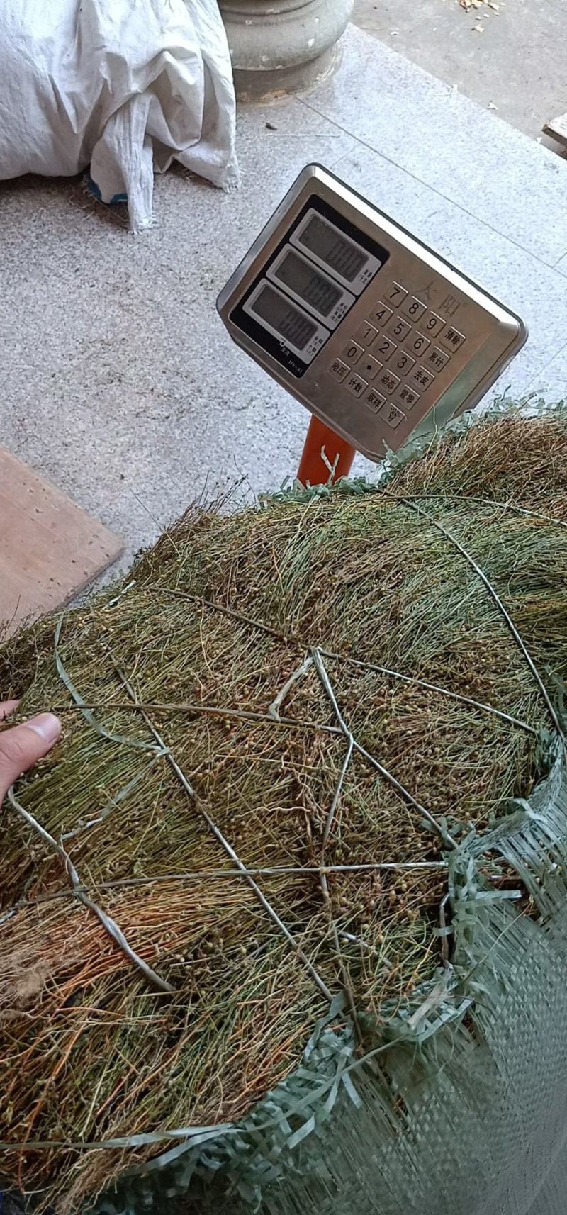 四叶莲鲜一手货源产地直供应商
