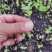沉香芽苗（脱毒无菌）