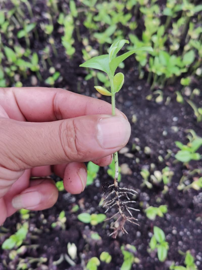 沉香芽苗（脱毒无菌）