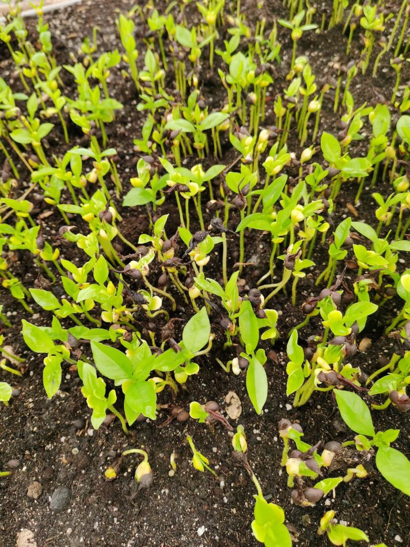沉香芽苗（脱毒无菌）