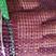 洋葱网袋，紫葱网袋，红皮洋葱网袋，洋葱网袋，紫葱网袋，