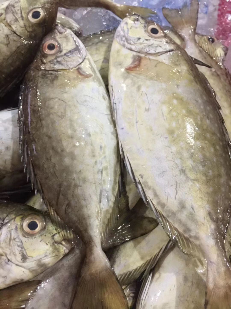 广东大量新鲜海鲜鱼虾蟹