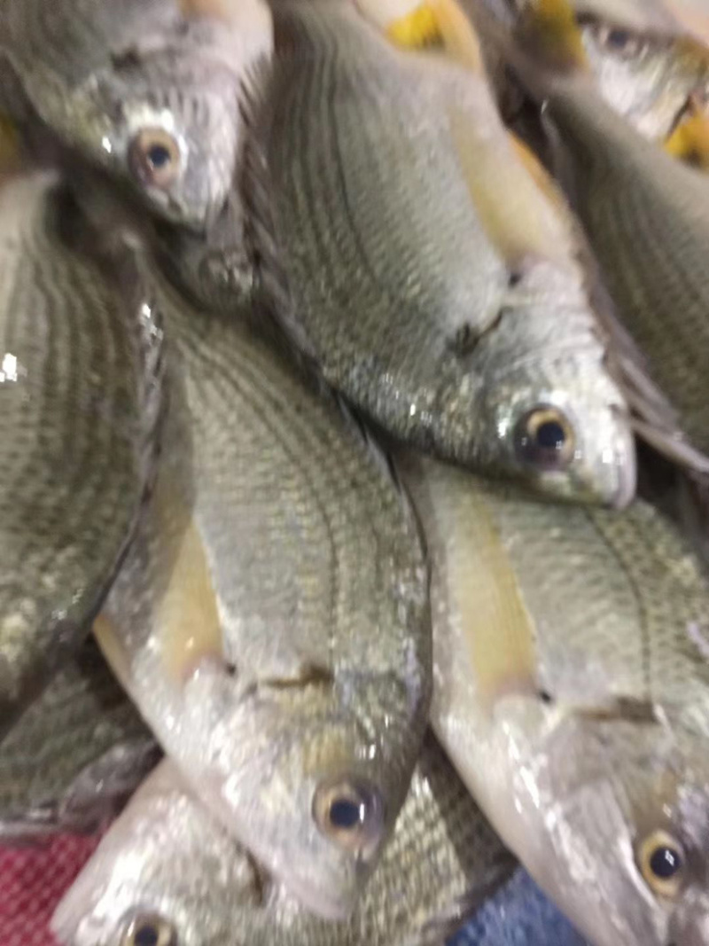 广东大量新鲜海鲜鱼虾蟹