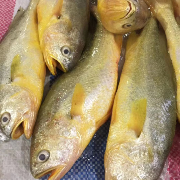 广东大量新鲜海鲜鱼虾蟹