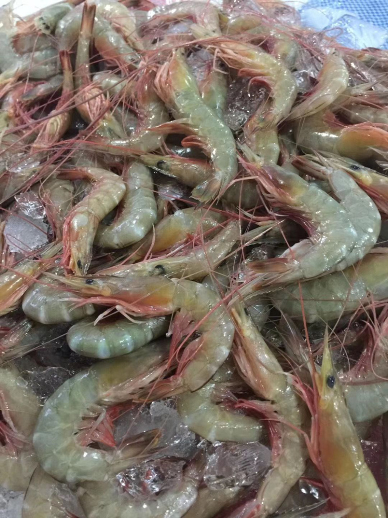 广东大量新鲜海鲜鱼虾蟹