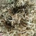 精选金银花北花，四季花新货二花无杂质