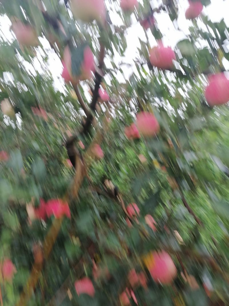 嘎啦开始收购啦需要的话请过来吧
