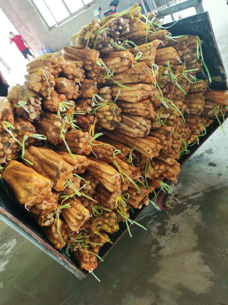 淮山毛山药短粗菜货产地直供一手货源面山药蔬菜配送常年供应
