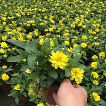 百日草杯苗，百日草基地直销，百日草种植批发