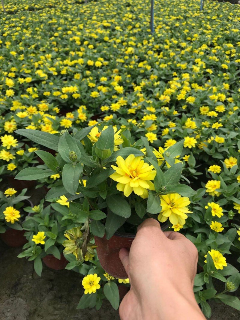 百日草杯苗，百日草基地直销，百日草种植批发