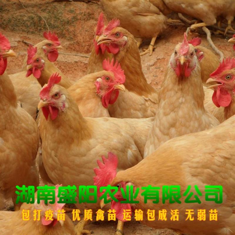 厂价直销快大黄鸡苗肉鸡苗辣子鸡苗疫苗保证包运输成活