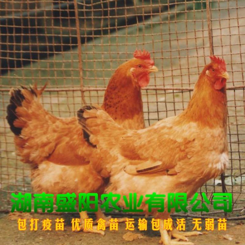 厂价直销快大黄鸡苗肉鸡苗辣子鸡苗疫苗保证包运输成活