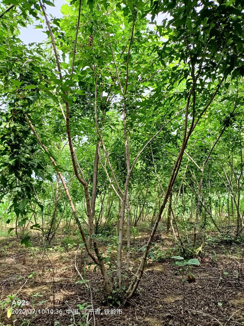丛生茶条槭，东北茶条槭，丛生茶条槭籽播苗