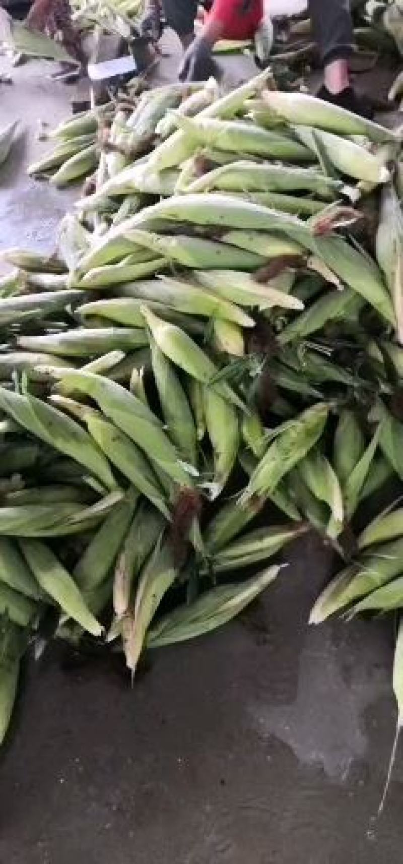 蔬菜甜玉米大量上市了，需要的联系我，1586223271