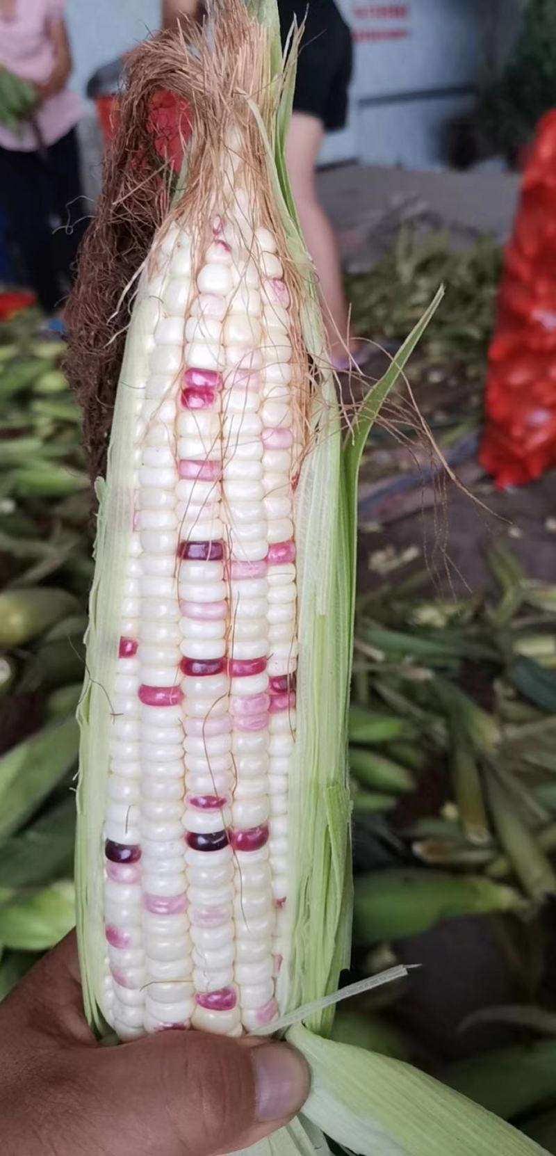 蔬菜甜玉米大量上市了，需要的联系我，1586223271