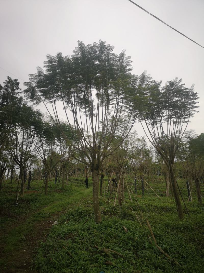 蓝花楹（地苗，移植苗），福建自家基地直销，一手货源