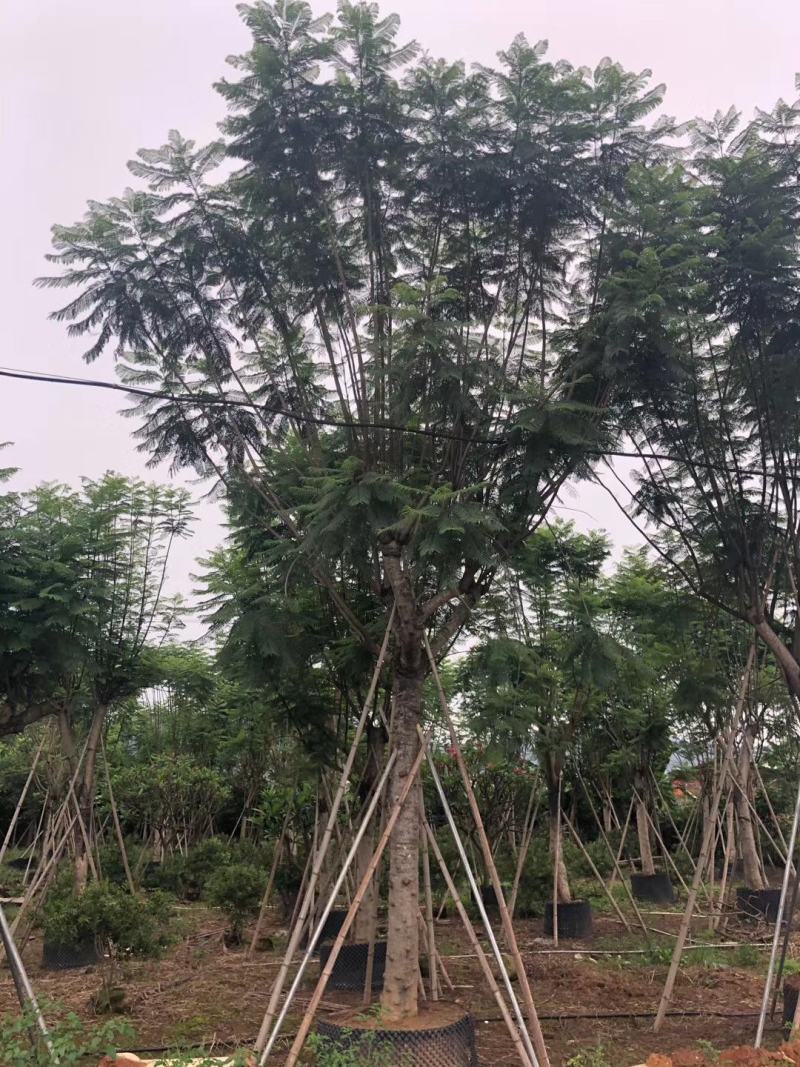 蓝花楹（地苗，移植苗），福建自家基地直销，一手货源