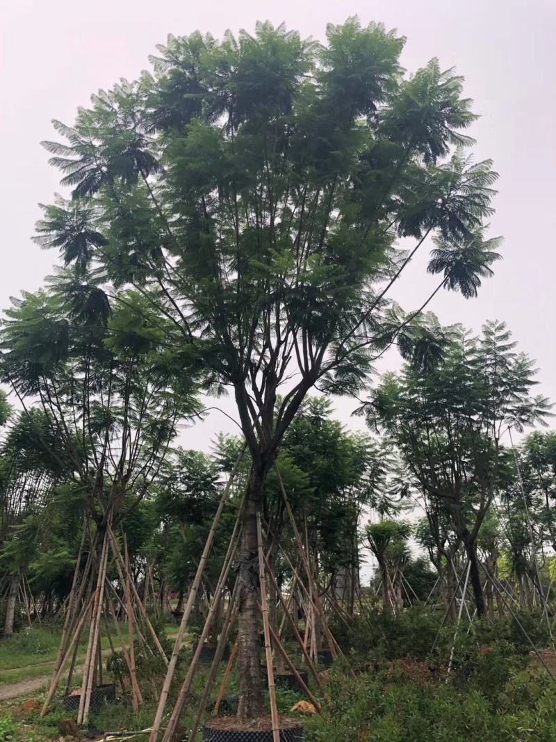 蓝花楹（地苗，移植苗），福建自家基地直销，一手货源