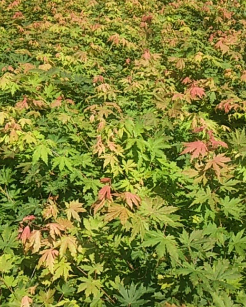 九角枫苗假色槭树苗九角枫树苗乡土树种红枫科苗木