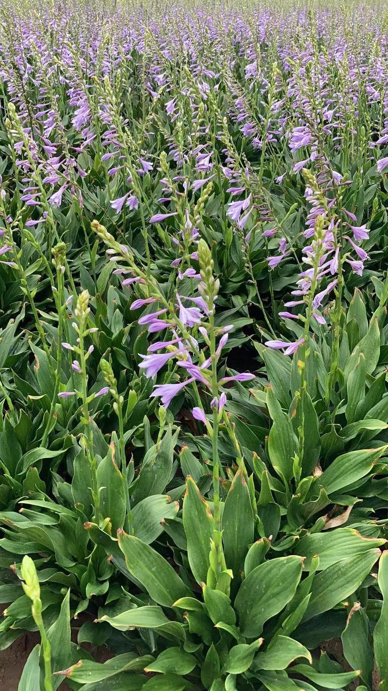 紫花玉簪，宿根花卉地被类，紫玉簪杯苗，金边玉簪