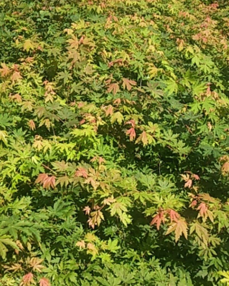 九角枫苗假色槭树苗九角枫树苗乡土树种红枫科苗木