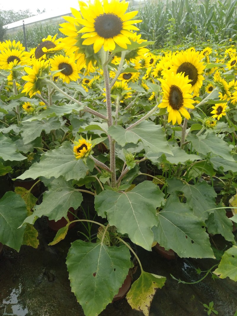 向日葵，向日葵种植基地，18杯向日葵，16杯向日葵