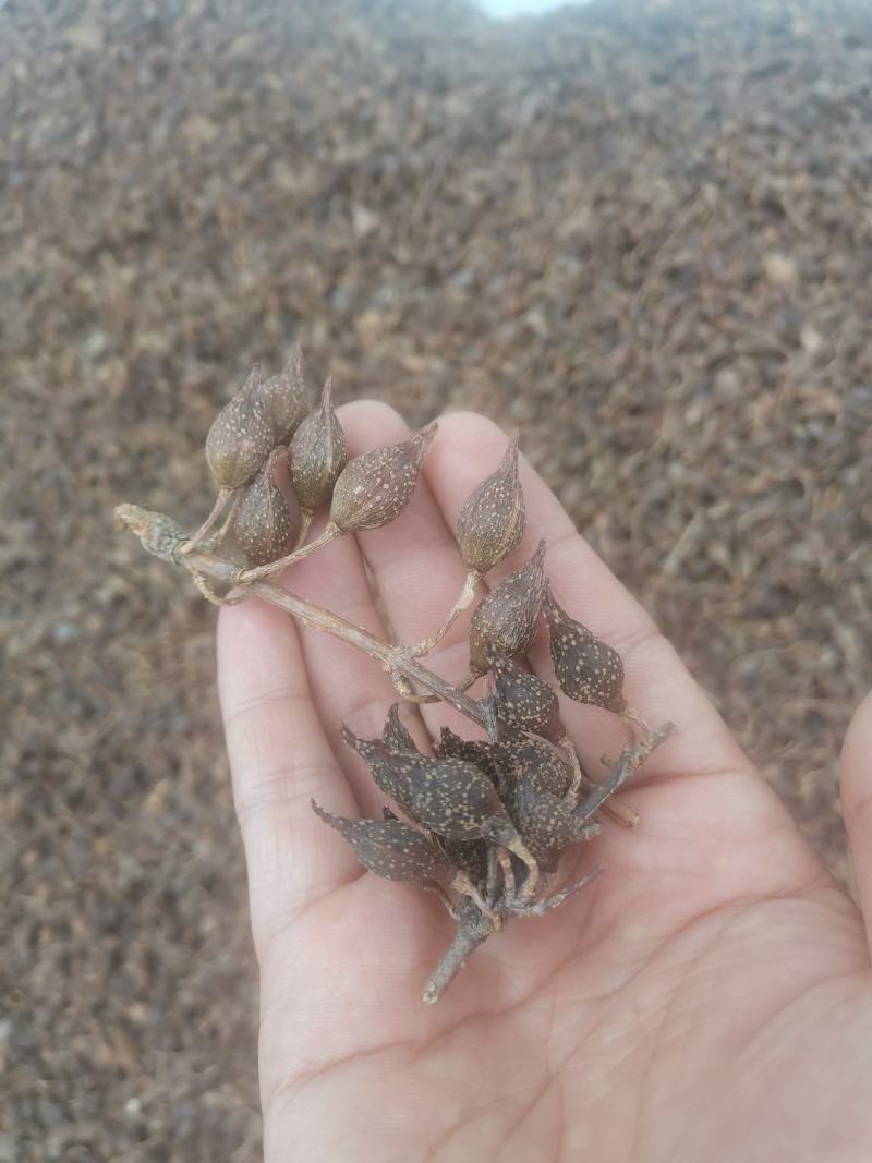 陕西商洛地产水煮青翘过风货全干