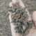 陕西商洛地产水煮青翘过风货全干