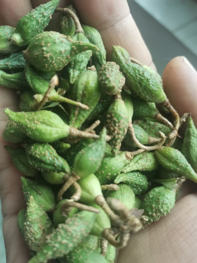 陕西商洛地产水煮青翘过风货全干
