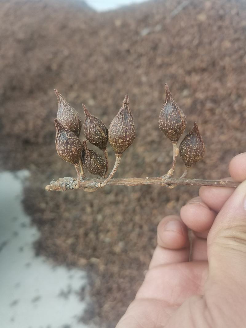 陕西商洛地产水煮青翘过风货全干