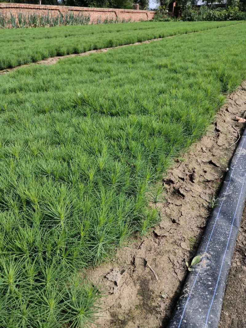 常年出售樟子松苗圃基地直供1-3年裸根苗容器苗齐全