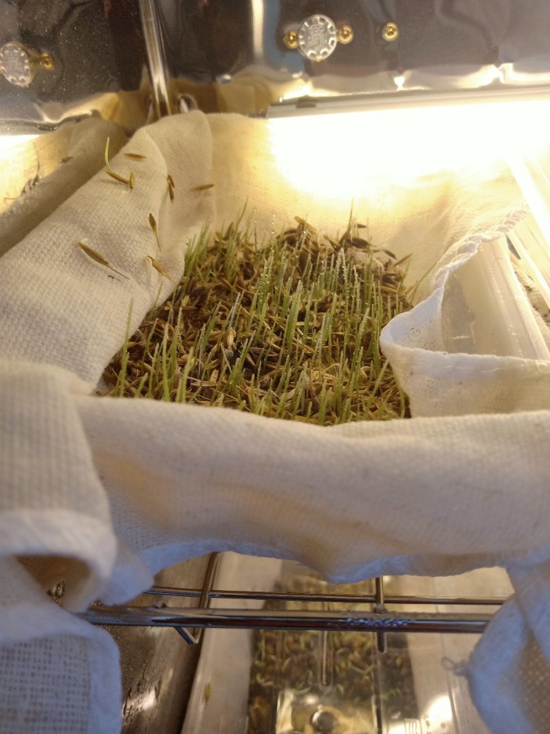 优质紫羊茅种子大量供应产地直销
