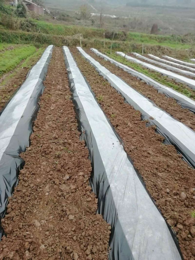 全新料黑白地膜，黑白相间地膜厂价直销，量大优惠种植农膜