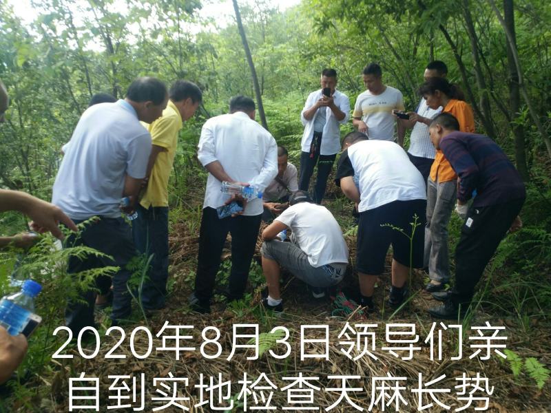 2021年新鲜天麻9月1日线上线下同时开售