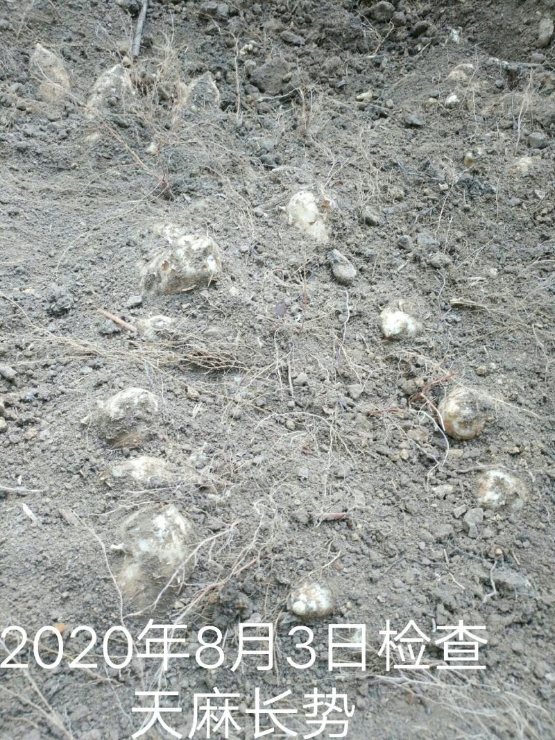 2021年新鲜天麻9月1日线上线下同时开售