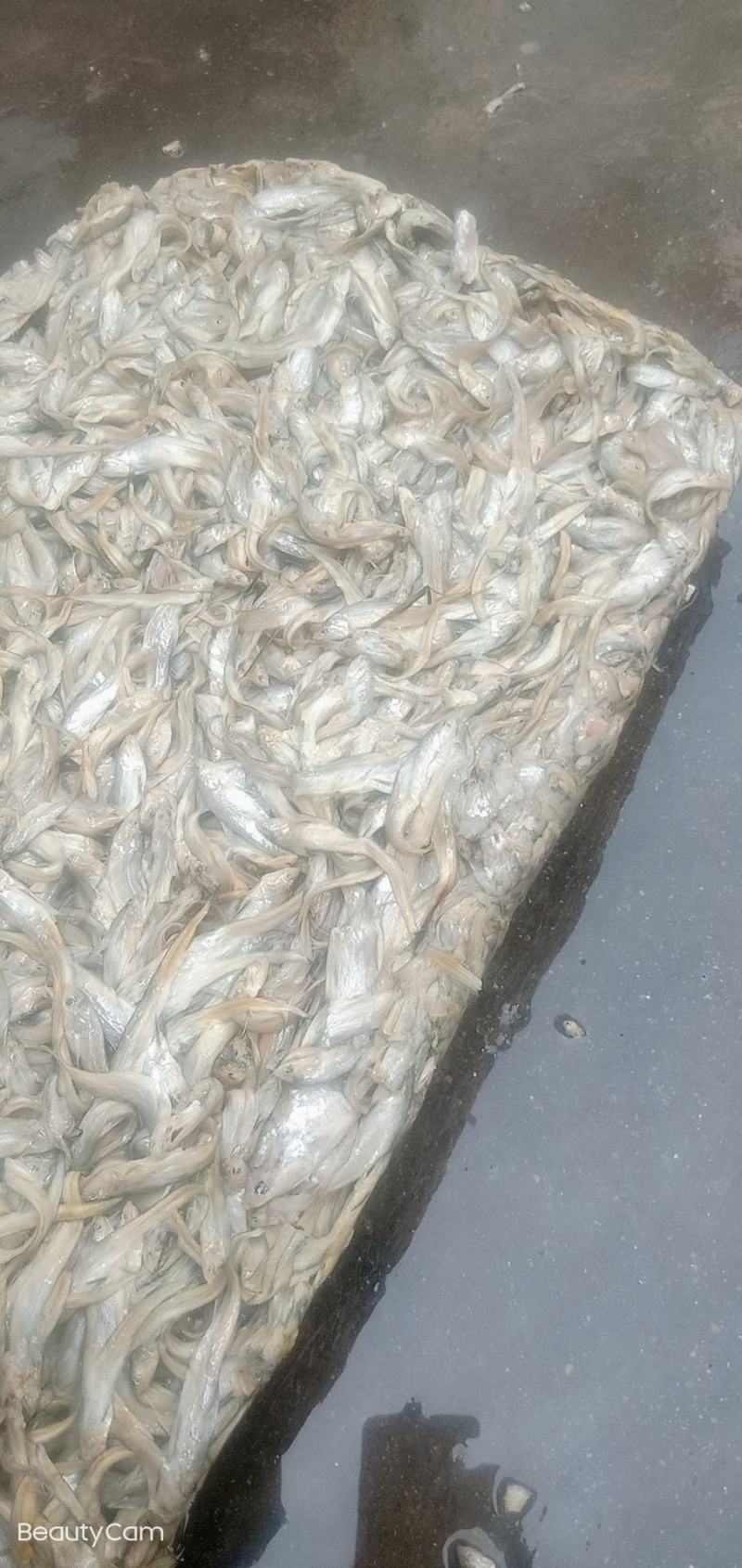 小毛刀鱼小毛刀鱼小毛刀鱼
