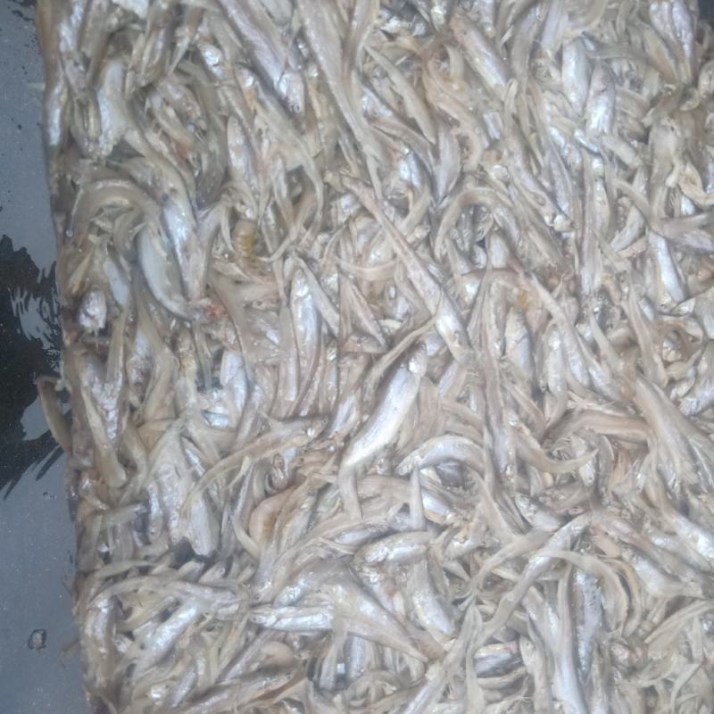 小毛刀鱼小毛刀鱼小毛刀鱼