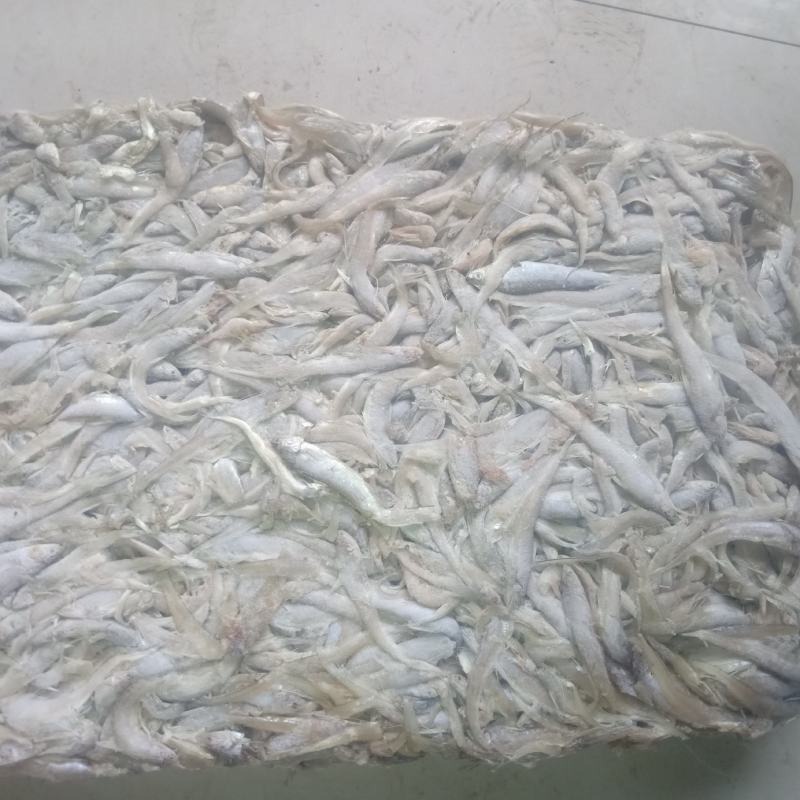 小毛刀鱼小毛刀鱼小毛刀鱼