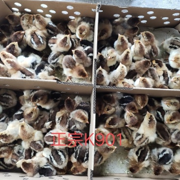 K901鸡苗肉鸡苗K9鸡苗出壳一天的小鸡苗疫苗到位包运输