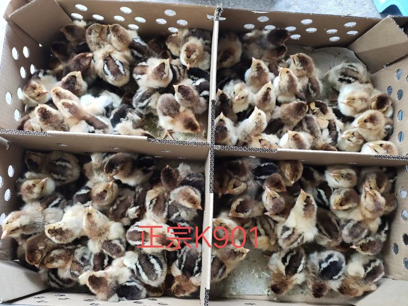 K901鸡苗肉鸡苗K9鸡苗出壳一天的小鸡苗疫苗到位包运输