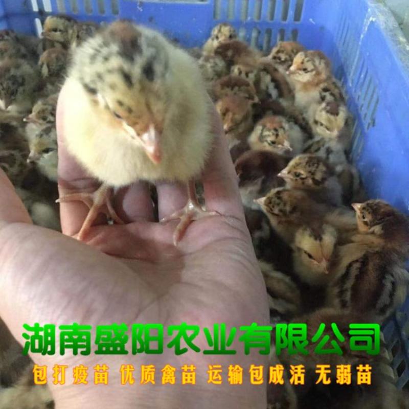 良凤花鸡苗肉鸡苗出壳一天的活体小鸡成年8到10斤左右