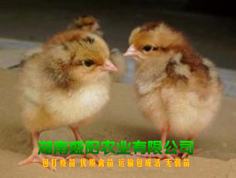 良凤花鸡苗肉鸡苗出壳一天的活体小鸡成年8到10斤左右