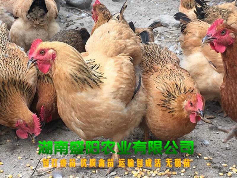 良凤花鸡苗肉鸡苗出壳一天的活体小鸡成年8到10斤左右