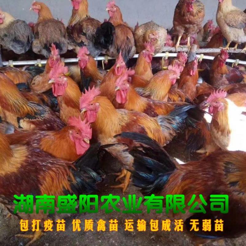 良凤花鸡苗肉鸡苗出壳一天的活体小鸡成年8到10斤左右