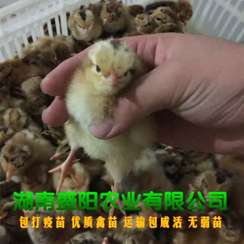 良凤花鸡苗肉鸡苗出壳一天的活体小鸡成年8到10斤左右