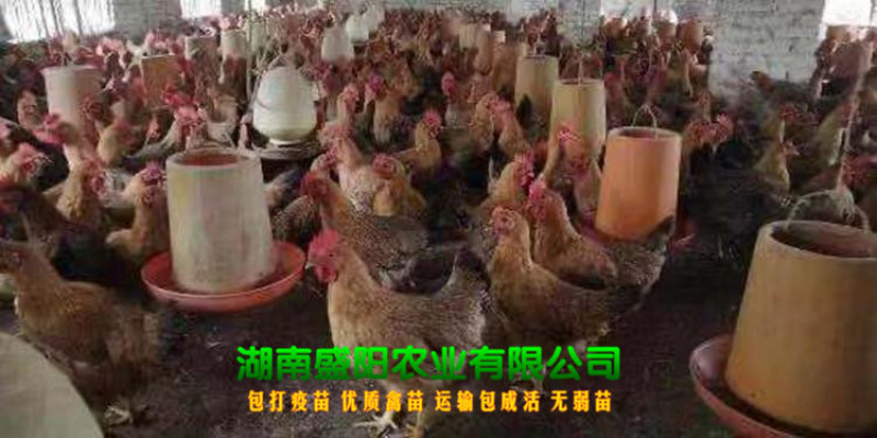 良凤花鸡苗肉鸡苗出壳一天的活体小鸡成年8到10斤左右