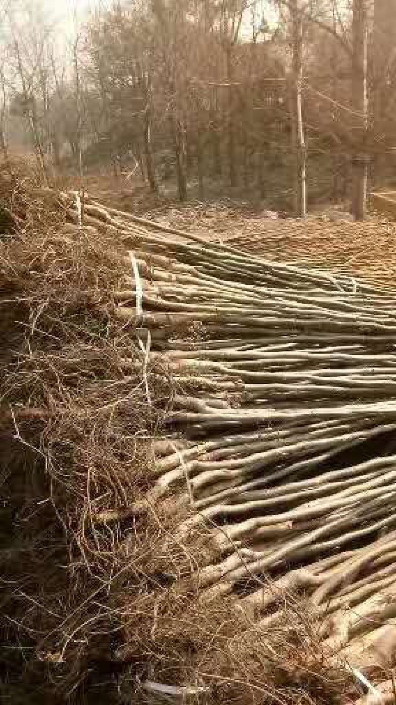 【精选】核桃苗核桃树苗基地直发包技术成活率高当年结果