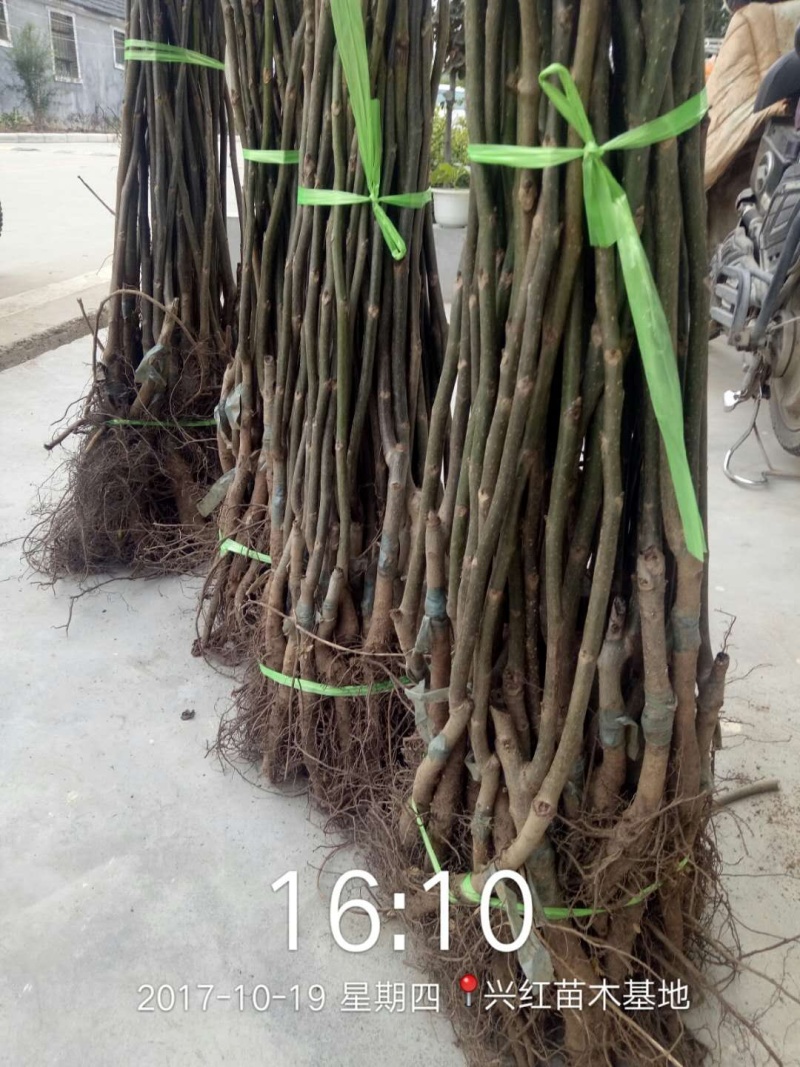 【精选】核桃苗核桃树苗基地直发包技术成活率高当年结果